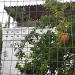 Kerry's Evia Island House Tatil Evi Tsakei